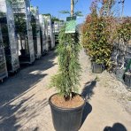 Sekvojovec mamutí  (Sequoiadendron giganteum) ´PENDULUM´- výška 125-150 cm, kont. C55L